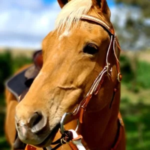 Toprail Bridle with Rawhide Browband Natural Leather